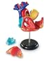 Heart Anatomy Model