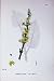Botany Plants C1902 Dark Mullein Verbascum Nigrum
