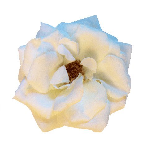 Velvet Rose Artificial Flower Pin Brooch, Cream 