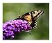 Butterfly Seasons Photographic Poster Print by EDDIE ROBERTS, 10x8 Image