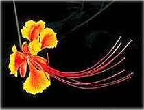 Mexican Red Bird of Paradise 20 Seeds - Caesalpinia