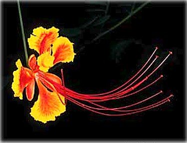 Mexican Red Bird of Paradise 20 Seeds - Caesalpinia