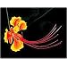 Mexican Red Bird of Paradise 20 Seeds - Caesalpinia