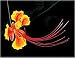 Mexican Red Bird of Paradise 20 Seeds - Caesalpinia