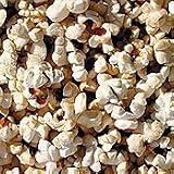 Organic Japanese Hulless Popcorn - 100 Seeds