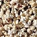 Organic Japanese Hulless Popcorn - 100 Seeds