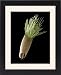 Framed Prints of Aster seed, SEM from Science Photo Library