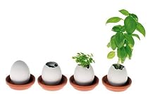 The Eggling! Herb in an Eggshell!- Thyme