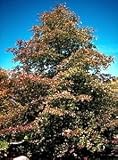 Blackgum Sourgum Black Tupelo Tree 10 Seeds -Nyssa