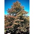 Blackgum Sourgum Black Tupelo Tree 10 Seeds -Nyssa