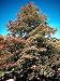 Blackgum Sourgum Black Tupelo Tree 10 Seeds