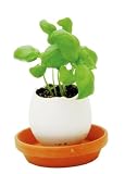 Eggling - Herb - Mint