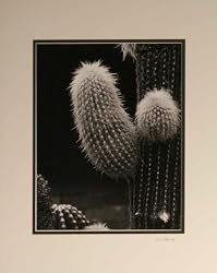Cactus - Photography - Lud Schomig - 20x16