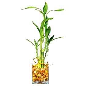 Brussel's Bonsai - 5 Stalk Straight Bamboo