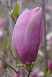 Saucer Magnolia Pinkie Five Gallon Tree