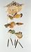 Seashell Wall Art Hanging Bathroom Bedroom Indoor Outdoor