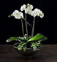 Autograph™ Planted Orchid Bowl