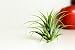 Hinterland Trading Air Plant Tillandsia Bromeliads Great Little Houseplant