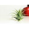 Air Plant