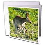 Albom Design Animals - Kangaroo and Joey wild Queensland Australia - Greeting Cards-12 Greeting Cards with envelopes