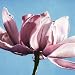 Magnolia In A Cloudless Sky by Scott Walker - Fine Art Print / Poster - 19.75 x 19.75