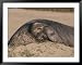 A Male Northern Elephant Seal Rests in the Sand Framed Art Poster Print by Roy Toft, 49x39