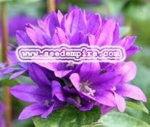 BELLFLOWER SUPERBA Campanula Glomerata --- 100 Flower Seeds