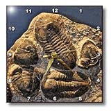 Phacopidae trilobites from the devonic in Morrocco - 10x10 Wall Clock