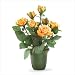 ORANGE ROSES Image