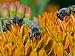 Honeybees (Apis Mellifera) Nectaring on Butterfly Weed Flowers (Asclepias Tuberosa), Eastern USA Photographic Poster Print by Gerry Bishop, 24x18