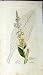 Verbascum Lychnitis Plant James Sowerby Botanical Print