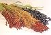 Dried Broom Corn - Decorative