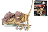 Kidzlabs - Dig A Velociraptor Skeleton
