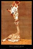 First Kiss (Giraffe with Baby) Art Poster Print - 24x36 Poster Print, 24x37 Collections Poster Print, 24x37