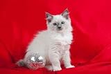 Cute Pretty Ragdoll Kitten on Red with Silver Glass Ball - 36