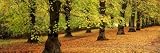 Autumn Trees in a Park, Clumber Park, Nottinghamshire, England by Panoramic Images , 12x36