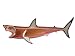 Revell X-Ray Great White Shark Anatomy Models_s-2