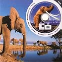 Elephant DVD Theme Card - DVD Greeting Card for Any Occasion