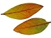 Highbush Swamp Blueberry Leaves Turning Colour in Autumn, Native to North America Photographic Poster Print by Philippe Clement, 40x30