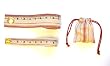 Moda French General Cloth Sewing Tape Measure Gift Set of Two w/ Pouch