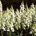Antirrhinum Seeds: Royal Bride