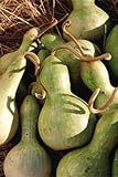 Hopi Rattle Gourd 25 Seeds - FREE SHIPPING ON ADDITIONAL HIRTS SEEDS ORDERED & PAID WITH ONE PAYMENT!