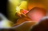 Amber Queen Rose – 18″W x 12″H – Peel and Stick Wall Decal by Wallmonkeys