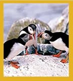 Puffins' Chat Bookmark