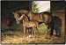 Missy and Bailey Horse Mare and Colt/foal Western Doormat Mat Rug