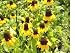 4,700 Clasping Coneflower Seeds with Free Shipping