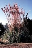 8 Huge Northern Pampas Grass Perennial Plants-Erianthus