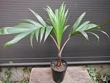 トックリヤシ ヤシの木 観葉植物