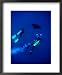 Two Divers and Manta Ray Between Batteaux Bay and Little Tobago Island, Trinidad & Tobago Framed Art Poster Print by Michael Lawrence, 18x22