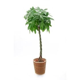 ���ϗt�A���@�p�L��8���@��100cm�@�i�ړ]�E�]���j���ɍœK�I�j